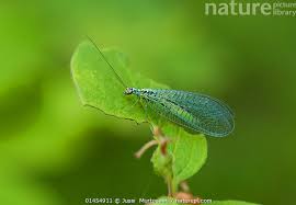 Attēlu rezultāti vaicājumam “Chrysopidae”
