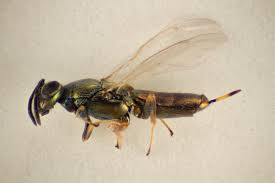 Attēlu rezultāti vaicājumam “Rabdophaga degeeri”