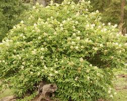 Attēlu rezultāti vaicājumam “Sambucus racemosa flower”