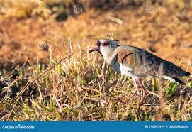 Attēlu rezultāti vaicājumam “Vanellus vanellus adult”