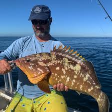 Image result for Petrus rupestris