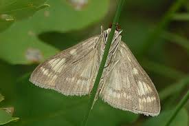 Attēlu rezultāti vaicājumam “Mecyna flavalis”