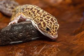 Image result for gravidity leopard gecko