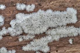 Attēlu rezultāti vaicājumam “Ceratiomyxa fruticulosa”
