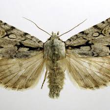 Attēlu rezultāti vaicājumam “Acronicta cuspis”