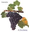 Grenache
