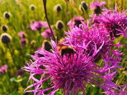 Attēlu rezultāti vaicājumam “Centaurea scabiosa flower”