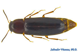 Attēlu rezultāti vaicājumam “Melandryidae”