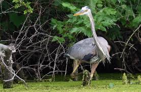 Image result for heron