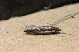 Attēlu rezultāti vaicājumam “Ancylis apicella”