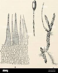 Attēlu rezultāti vaicājumam “Myurella julacea”