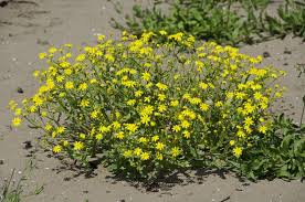 Attēlu rezultāti vaicājumam “Senecio vernalis leaf”