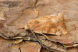 Attēlu rezultāti vaicājumam “Cosmia trapezina”