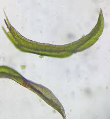 Attēlu rezultāti vaicājumam “Zygodon rupestris”