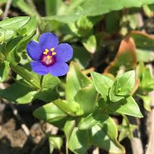 Image result for Anagallis arvensis