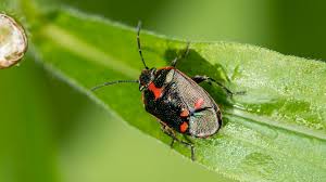 Attēlu rezultāti vaicājumam “Eurydema oleracea imago”