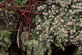 Attēlu rezultāti vaicājumam “Icmadophila ericetorum”