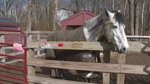 Image result for Cliff Hatch Stables