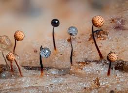 Attēlu rezultāti vaicājumam “Enerthenema papillatum spores”