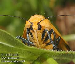 Attēlu rezultāti vaicājumam “Lithosia quadra”