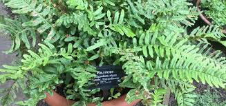 Attēlu rezultāti vaicājumam “Polypodium vulgare”