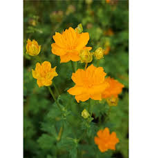 Image result for Trollblume