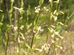 Attēlu rezultāti vaicājumam “Silene tatarica leaf”