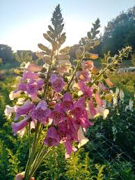 Attēlu rezultāti vaicājumam “Digitalis purpurea fruit”