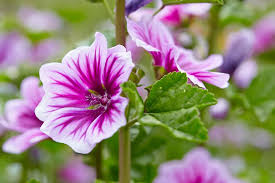 Image result for Malva sylvestris 'Zebrina'