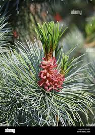 Attēlu rezultāti vaicājumam “Pinus pumila male flower”