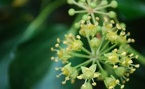 Attēlu rezultāti vaicājumam “Hedera helix  flower”