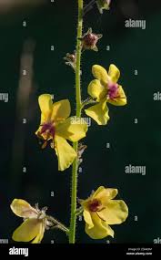 Attēlu rezultāti vaicājumam “Verbascum blattaria flower”