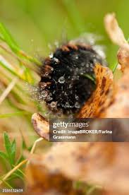 Attēlu rezultāti vaicājumam “Macrothylacia rubi larva”