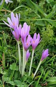 Attēlu rezultāti vaicājumam “Colchicum luteum”