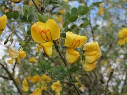 Image result for Colutea arborescens