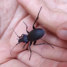 Attēlu rezultāti vaicājumam “Carabus violaceus”