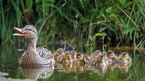 Image result for Aylesbury Ducks Sub Aqua Club