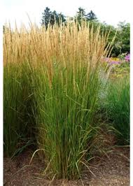 Attēlu rezultāti vaicājumam “Calamagrostis canescens”