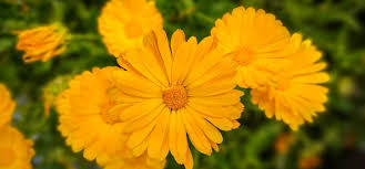 Attēlu rezultāti vaicājumam “Calendula officinalis”