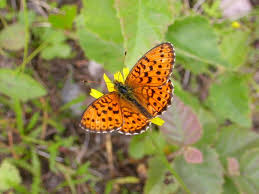 Attēlu rezultāti vaicājumam “Cladopodiella francisci macro”