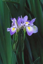 Image result for Iris