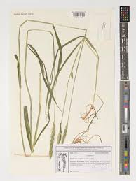 Attēlu rezultāti vaicājumam “Hordelymus europaeus”