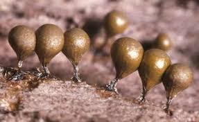 Attēlu rezultāti vaicājumam “Trichia alpina young”