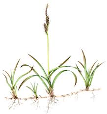 Attēlu rezultāti vaicājumam “Carex dioica fruit”