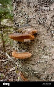 Attēlu rezultāti vaicājumam “Phellinus nigricans”