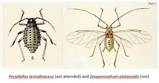 Attēlu rezultāti vaicājumam “Drepanosiphum platanoidis exuvia”