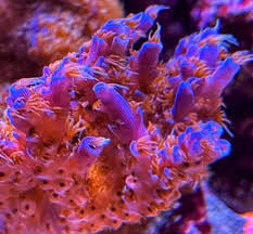 Image result for Sapphire Acro