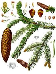 Attēlu rezultāti vaicājumam “Picea abies”