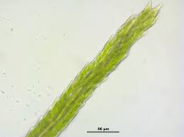 Attēlu rezultāti vaicājumam “Dicranodontium denudatum”