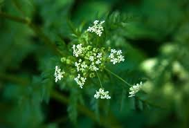 Attēlu rezultāti vaicājumam “Umbelliferae”